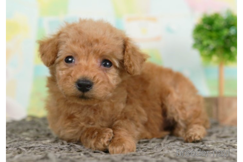 成約済の千葉県のタイニープードル-226441の4枚目